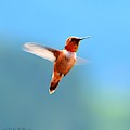 Rufous in Flight Photograph by Dorrene BrownButterfield Rufous in Flight Photograph by Dorrene BrownButterfield