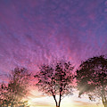 Rural purple sunset over winter trees Photograph by Simon Bratt Rural purple sunset over winter trees Photograph by Simon Bratt