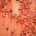Rust by Trevor Slauenwhite Rust by Trevor Slauenwhite