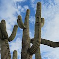 Saguaro Clique Photograph by Judy Kennedy Saguaro Clique Photograph by Judy Kennedy