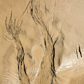 Sand Trees by Sheila Smart Fine Art Photography Sand Trees by Sheila Smart Fine Art Photography