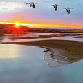 Sandhill Cranes at Scooteney Reservoir WA by Michael Lee