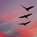 Sandhill Cranes at Sunset Photograph by Jeff Goulden Sandhill Cranes at Sunset Photograph by Jeff Goulden