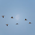 Sandhill Cranes in East Washington by Michael Lee