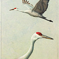 Sandhill Cranes Painting by James W Johnson Sandhill Cranes Painting by James W Johnson