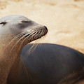 Sandy Sleek Serene Photograph by Becqi Sherman Sandy Sleek Serene Photograph by Becqi Sherman