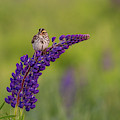 Savannah Sparrow Photograph by Rob Davies Savannah Sparrow Photograph by Rob Davies