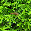 Scarlet Darter Male Dragonfly by Rockin Docks Scarlet Darter Male Dragonfly by Rockin Docks