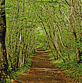 SCOTLAND. Killiecrankie. Path Through The Trees. Photograph by Lachlan Main SCOTLAND. Killiecrankie. Path Through The Trees. Photograph by Lachlan Main