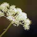 SCOTLAND. Loch Rannoch. White Flowerhead. Photograph by Lachlan Main SCOTLAND. Loch Rannoch. White Flowerhead. Photograph by Lachlan Main