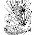 Scots Pine Or Pinus Silvestris, Botanical Vintage Engraving by Luisa Vallon Fumi Scots Pine Or Pinus Silvestris, Botanical Vintage Engraving by Luisa Vallon Fumi