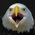 Screaming Eagle Photograph by Michael Allard Screaming Eagle Photograph by Michael Allard
