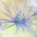 Sea Holly Dance Photograph by Anita Nicholson Sea Holly Dance Photograph by Anita Nicholson