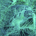 Sea Turtle Underwater Wonders Photograph by Leslie Struxness Sea Turtle Underwater Wonders Photograph by Leslie Struxness