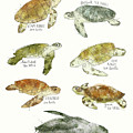Sea Turtles by Amy Hamilton Sea Turtles by Amy Hamilton