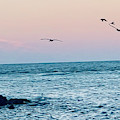 Seabirds Feeding at Sunset in Captiva Island Florida off the Jetty Photograph by Shelly Tschupp Seabirds Feeding at Sunset in Captiva Island Florida off the Jetty Photograph by Shelly Tschupp