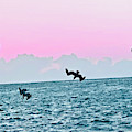 Seagulls Diving for Dinner at Sunset in Captiva Island Florida Photograph by Shelly Tschupp Seagulls Diving for Dinner at Sunset in Captiva Island Florida Photograph by Shelly Tschupp