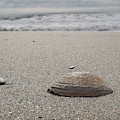 Seashell Photograph by David Palmer Seashell Photograph by David Palmer