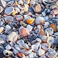 Seashells No 1 by Steve DaPonte Seashells No 1 by Steve DaPonte