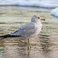 Seaside Gull Photograph by Donna Twiford Seaside Gull Photograph by Donna Twiford