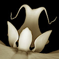 Sepia Orchid Macro Abstract Photograph by Terence Davis Sepia Orchid Macro Abstract Photograph by Terence Davis