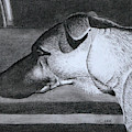 Sheba Charcoal by Wade Clark Sheba Charcoal by Wade Clark