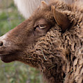 Sheep Face 5 by Christy Garavetto