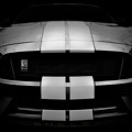 Shelby Mustang GT350 - American Muscle Car - Ford Mustang Photograph by Jason Politte Shelby Mustang GT350 - American Muscle Car - Ford Mustang Photograph by Jason Politte