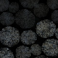 Shibori sea urchin burst pattern Digital Art by Sand And Chi Shibori sea urchin burst pattern Digital Art by Sand And Chi