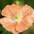Shirley Poppy 2018-17 Photograph by Thomas Young Shirley Poppy 2018-17 Photograph by Thomas Young