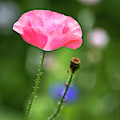 Shirley Poppy 2019-1 by Thomas Young Shirley Poppy 2019-1 by Thomas Young