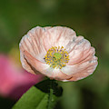 Shirley Poppy 2019-2 Photograph by Thomas Young Shirley Poppy 2019-2 Photograph by Thomas Young