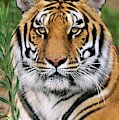 Siberian Tiger Staring Endangered Species Wildlife Rescue Photograph by Dave Welling Siberian Tiger Staring Endangered Species Wildlife Rescue Photograph by Dave Welling
