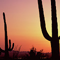 Silhouette Of Saguaro Cacti Carnegiea by Panoramic Images Silhouette Of Saguaro Cacti Carnegiea by Panoramic Images