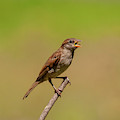 Singing Song Bird Photograph by Cathy Kovarik Singing Song Bird Photograph by Cathy Kovarik