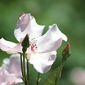 Single Classic Pink Country Rose and Buds Photograph by Colleen Cornelius Single Classic Pink Country Rose and Buds Photograph by Colleen Cornelius