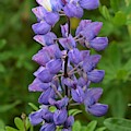 Skogafoss Lupine by Norman Burnham Skogafoss Lupine by Norman Burnham