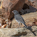 Slate-colored Junco DSB0339 Photograph by Gerry Gantt Slate-colored Junco DSB0339 Photograph by Gerry Gantt