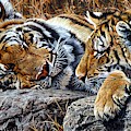 Sleepers - Tiger and Cub Painting by Alan M Hunt