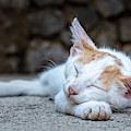 Sleeping Kitty Photograph by Rick Deacon Sleeping Kitty Photograph by Rick Deacon