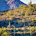 Slope of the Saguaros Photograph by Judy Kennedy Slope of the Saguaros Photograph by Judy Kennedy