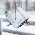 Snow Birds Photograph by Donna Twiford Snow Birds Photograph by Donna Twiford