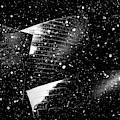 Snow Collection Set 02 by Az Jackson Snow Collection Set 02 by Az Jackson