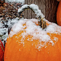 Snow Covered Pumpkins Photograph by Brook Burling