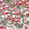 Snow Covered Red Berries Photograph by Trevor Slauenwhite Snow Covered Red Berries Photograph by Trevor Slauenwhite