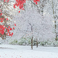Snow Covered Tree and Red Leaves by Tamara Becker