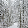 Snow Covered Trees Line The Path by Kirt Tisdale Snow Covered Trees Line The Path by Kirt Tisdale