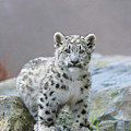 Snow Leopard Cub Photograph by Suzi Eszterhas Snow Leopard Cub Photograph by Suzi Eszterhas