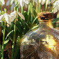 Snowdrop flowers and old glass jar with sunlight Photograph by Simon Bratt Snowdrop flowers and old glass jar with sunlight Photograph by Simon Bratt