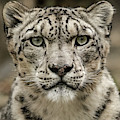 SnowLeopardFacial Photograph by Chris Boulton SnowLeopardFacial Photograph by Chris Boulton